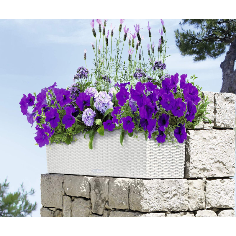Lechuza Balconera SelfWatering Railing Planter & Reviews Wayfair